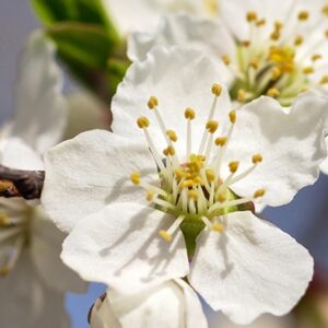 Bach Flowers Course