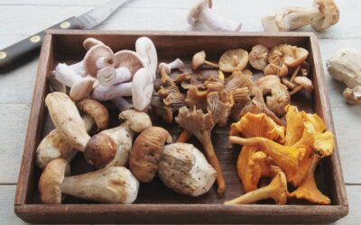 Medicinal Mushrooms